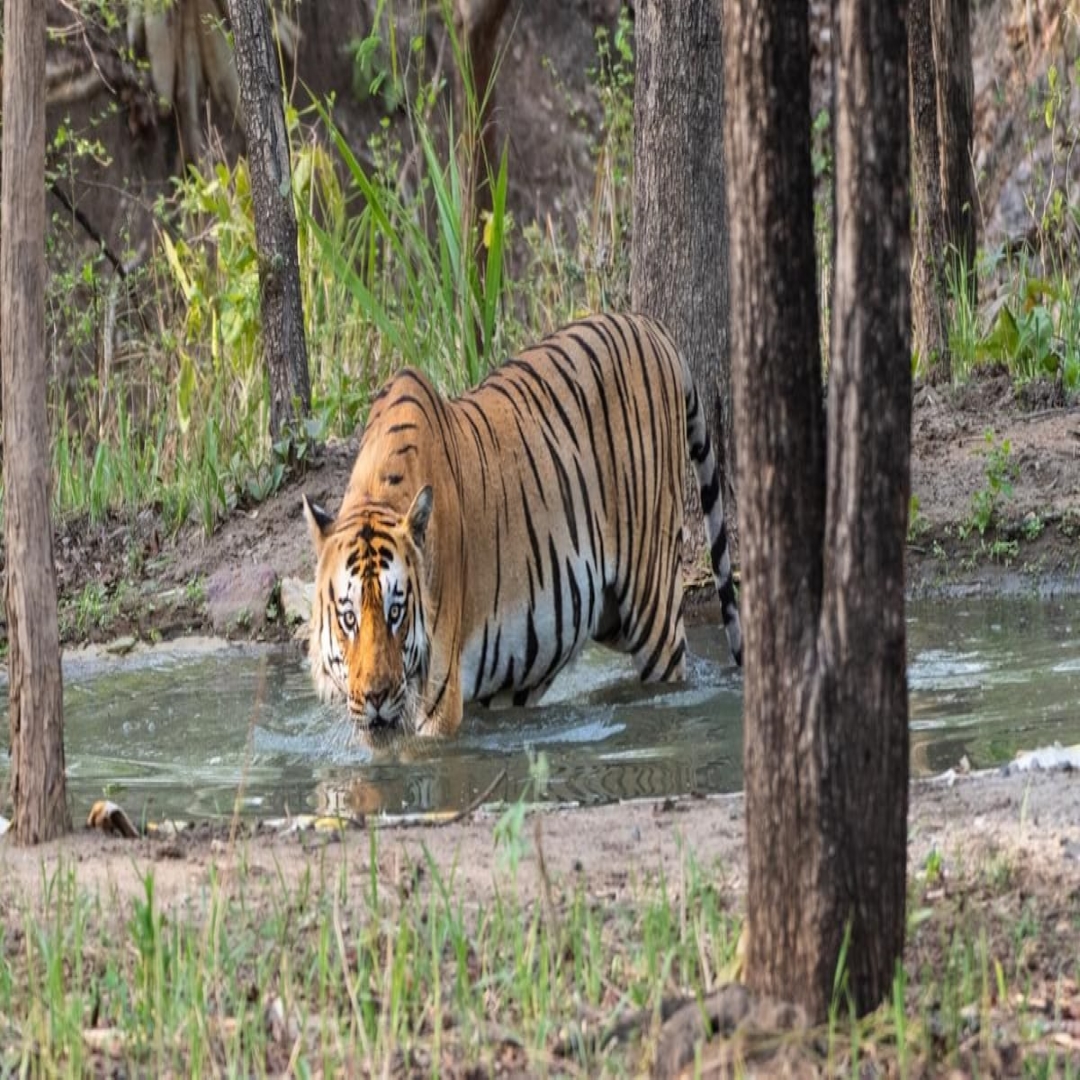Jim_corbett_ 2